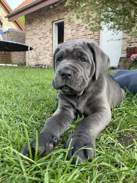 Fantastici cuccioli di cane corso | Foto 2