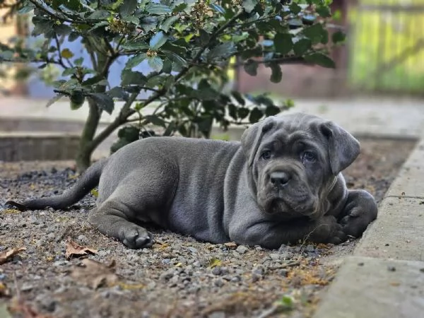 Fantastici cuccioli di cane corso | Foto 1