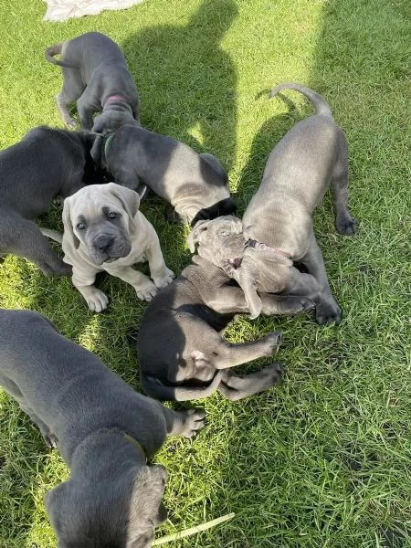 CANE CORSO CUCCIOLI CON PEDIGREE | Foto 0