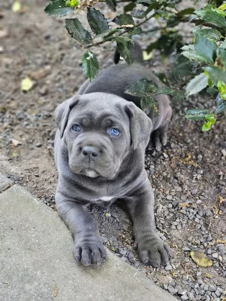 CANE CORSO CUCCIOLI CON PEDIGREE | Foto 3