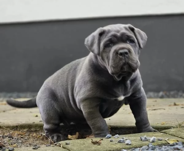 CANE CORSO CUCCIOLI CON PEDIGREE | Foto 1