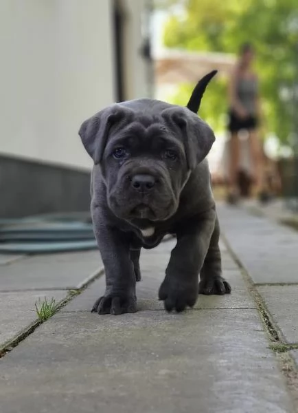 CANE CORSO CUCCIOLI CON PEDIGREE | Foto 0