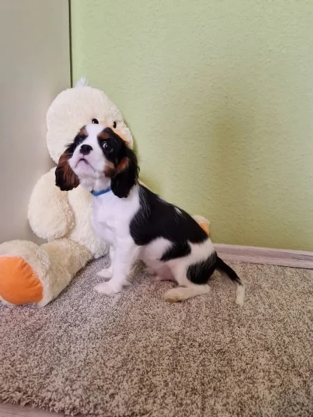 Adorabili cuccioli di Cavalier King Charles da adottare | Foto 4