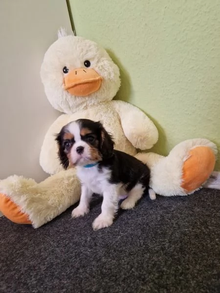 Adorabili cuccioli di Cavalier King Charles da adottare | Foto 3