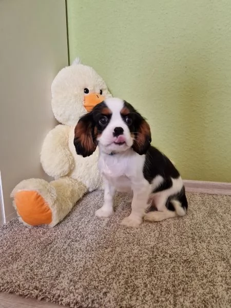 Adorabili cuccioli di Cavalier King Charles da adottare | Foto 1