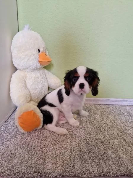 Adorabili cuccioli di Cavalier King Charles da adottare | Foto 0