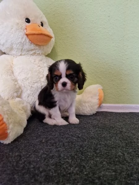 Adorabili cuccioli di Cavalier King Charles da adottare