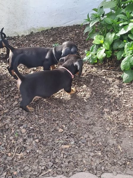 Cuccioli di bassotto nano a pelo corto | Foto 1