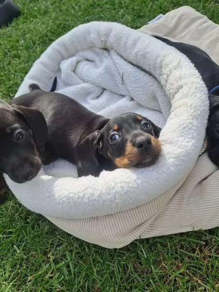 Cuccioli di bassotto nano a pelo corto | Foto 0