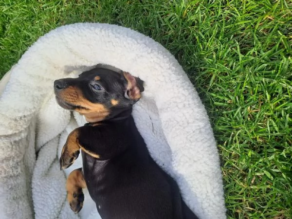 Cuccioli di bassotto nano a pelo corto