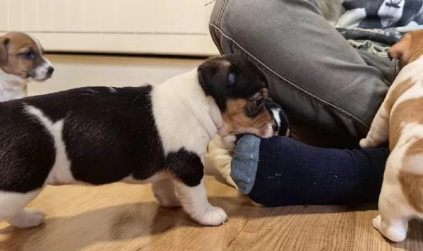 Bellissimi cuccioli di Jack Russell Terrier | Foto 0