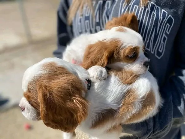 cani da reinserimento e vendita cuccioli di cavalier king charles in vendita | Foto 0