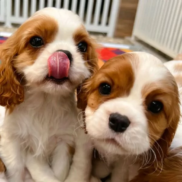 cavalier king charles spaniel puppies for sale 