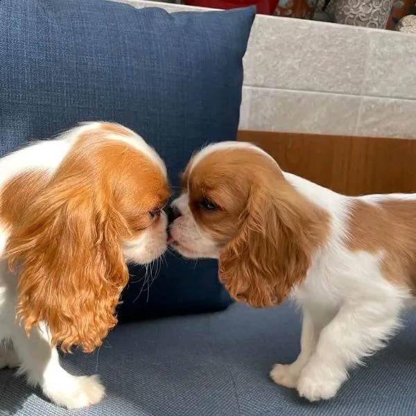 cavalier king charles spaniel puppies for sale  | Foto 0