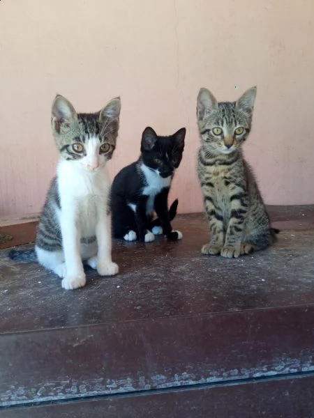 3 gattini cercano casa  | Foto 4