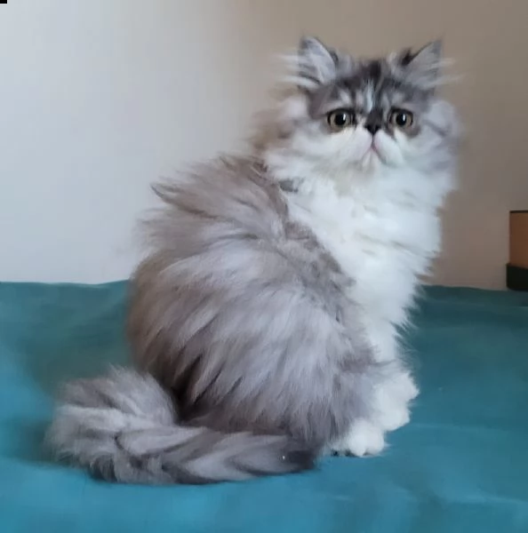 gatto persiano 