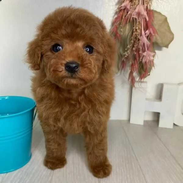 cane barboncino toy