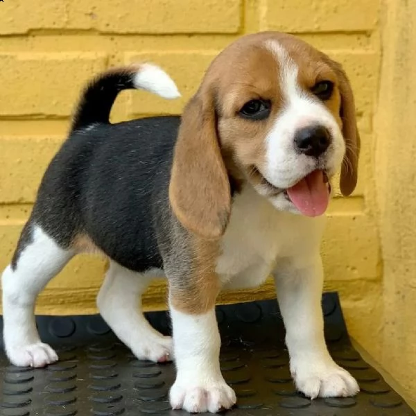  regalo beagle cuccioli meravigliosi  