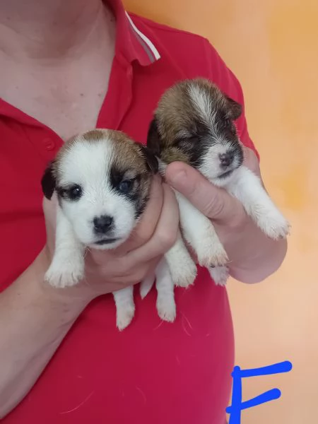 Jack russel terrier  | Foto 4