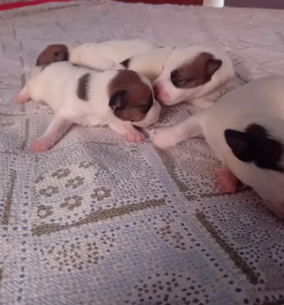Jack russel terrier  | Foto 0
