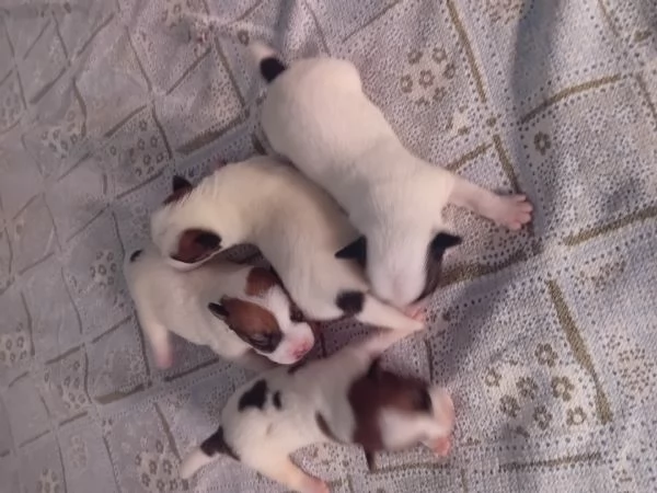 Jack russel terrier 