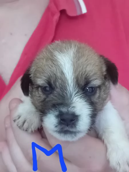 Jack russel terrier 