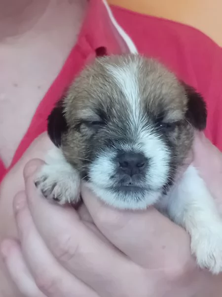Jack Russell a pelo lungo 