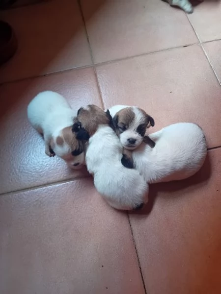 Jack Russell a pelo lungo  | Foto 6
