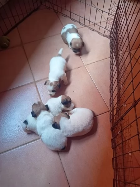 Jack Russell a pelo lungo  | Foto 5