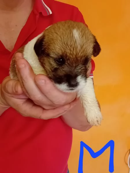 Jack Russell a pelo lungo  | Foto 4