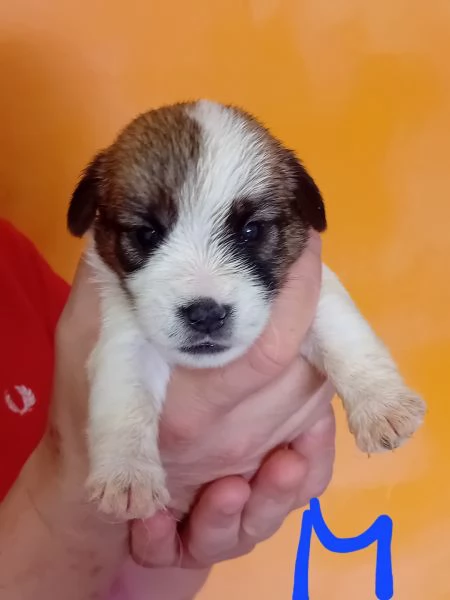 Jack Russell a pelo lungo  | Foto 3