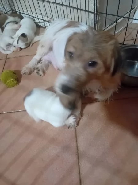 Jack Russell a pelo lungo  | Foto 2