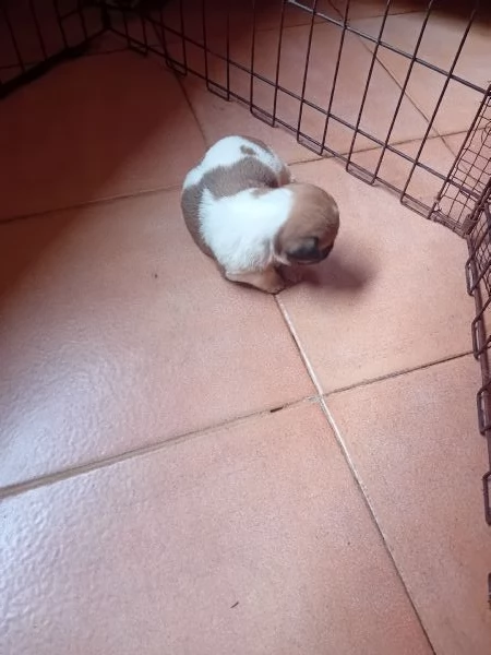 Jack Russell a pelo lungo  | Foto 1