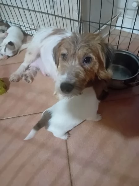Jack Russell a pelo lungo  | Foto 0