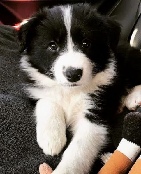   adorabili cuccioli di border collie femminucce e maschietti disponibili  i cuccioli sono vaccinat