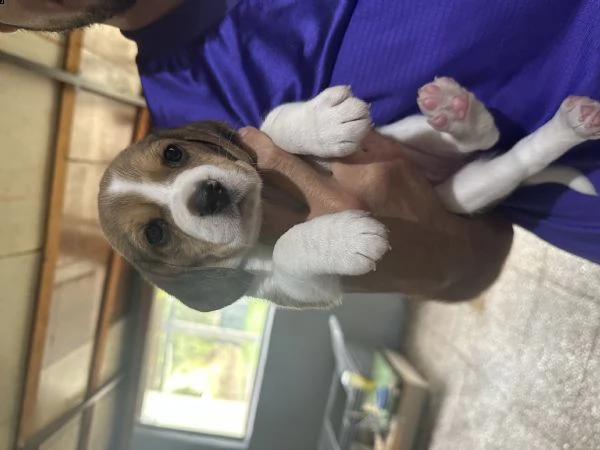 beagle | Foto 2