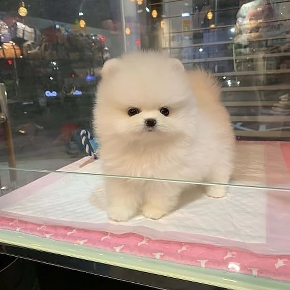 dolci cuccioli di pomerania lattea per il reinserimento