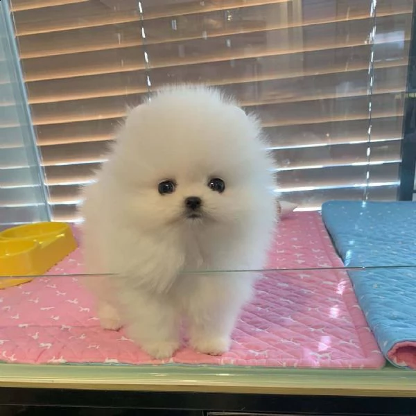 dolci cuccioli di pomerania lattea per il reinserimento | Foto 1