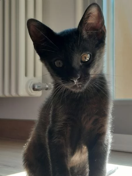 gattino  | Foto 0