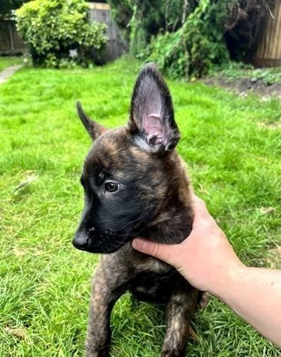 cuccioli pastore belga malinois | Foto 0