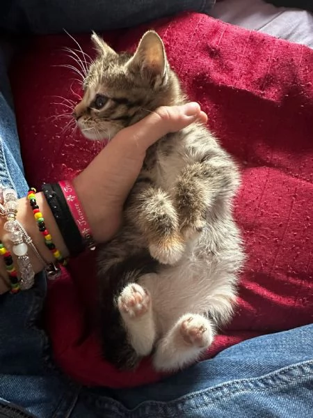 Regalo piccola gattina grigia | Foto 1