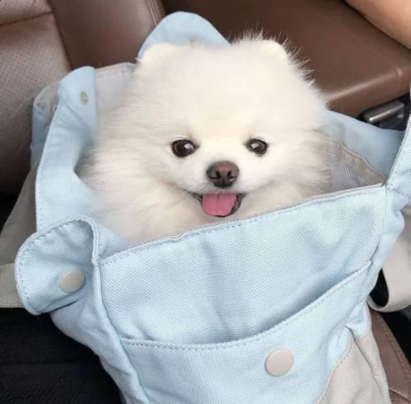 volpino pomerania | Foto 4