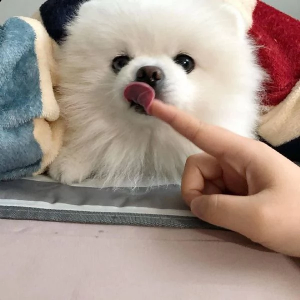 volpino pomerania | Foto 1