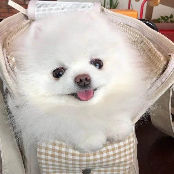 volpino pomerania | Foto 0