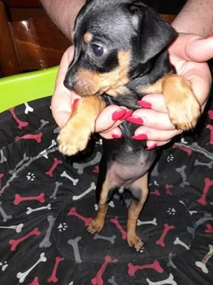 cuccioli di pinscher toy nero focato