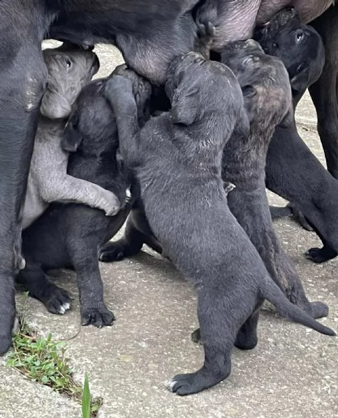 cane corso cuccioli in vendita