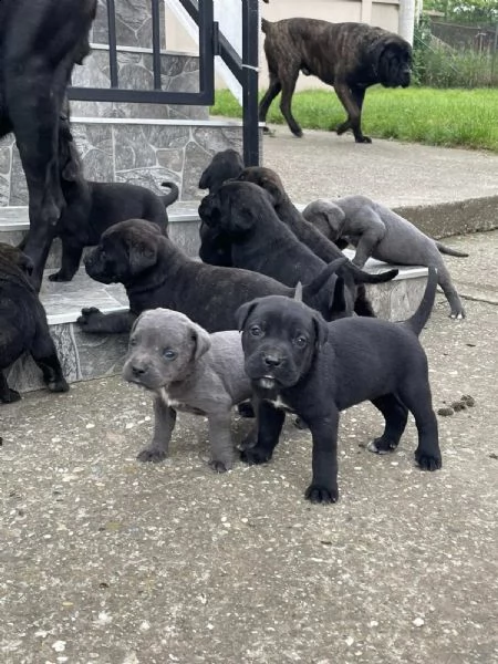 cane corso cuccioli in vendita | Foto 5