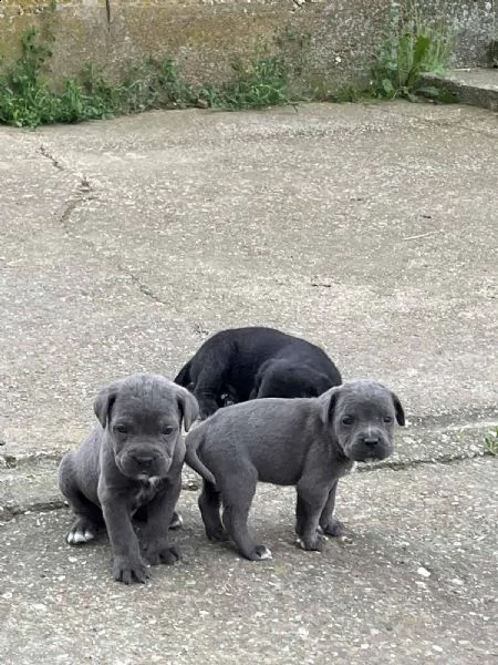 cane corso cuccioli in vendita | Foto 4