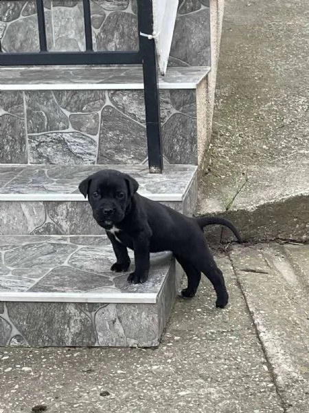 cane corso cuccioli in vendita | Foto 3