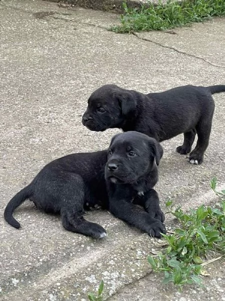 cane corso cuccioli in vendita | Foto 2